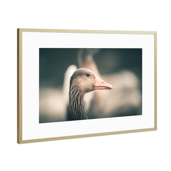 Poster mit Rahmen Gold "Friendly Goose" artboxONE - Natur,Tiere - Gans,Graugans,Vogel,Wasservogel,Wildlife,Rheinaue,Bird,Portrait,Tier,Animal