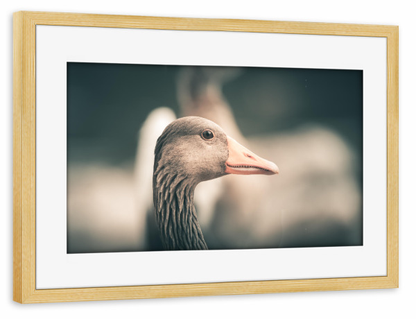 Poster mit Rahmen kiefer "Friendly Goose" artboxONE - Natur,Tiere - Gans,Graugans,Vogel,Wasservogel,Wildlife,Rheinaue,Bird,Portrait,Tier,Animal