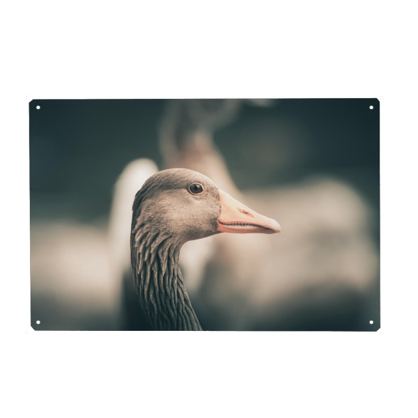 Metall Poster "Friendly Goose" artboxONE - Natur,Tiere - Gans,Graugans,Vogel,Wasservogel,Wildlife,Rheinaue,Bird,Portrait,Tier,Animal - Blechschild