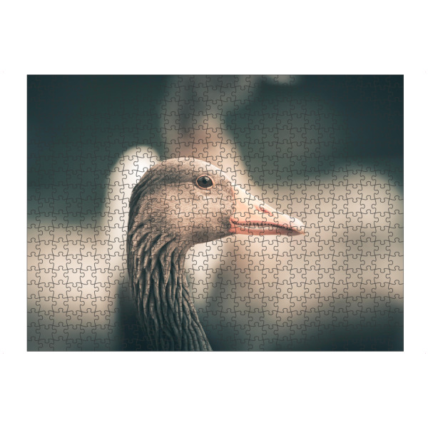 Puzzle Ravensburger "Friendly Goose" artboxONE - Natur,Tiere - Gans,Graugans,Vogel,Wasservogel,Wildlife,Rheinaue,Bird,Portrait,Tier,Animal