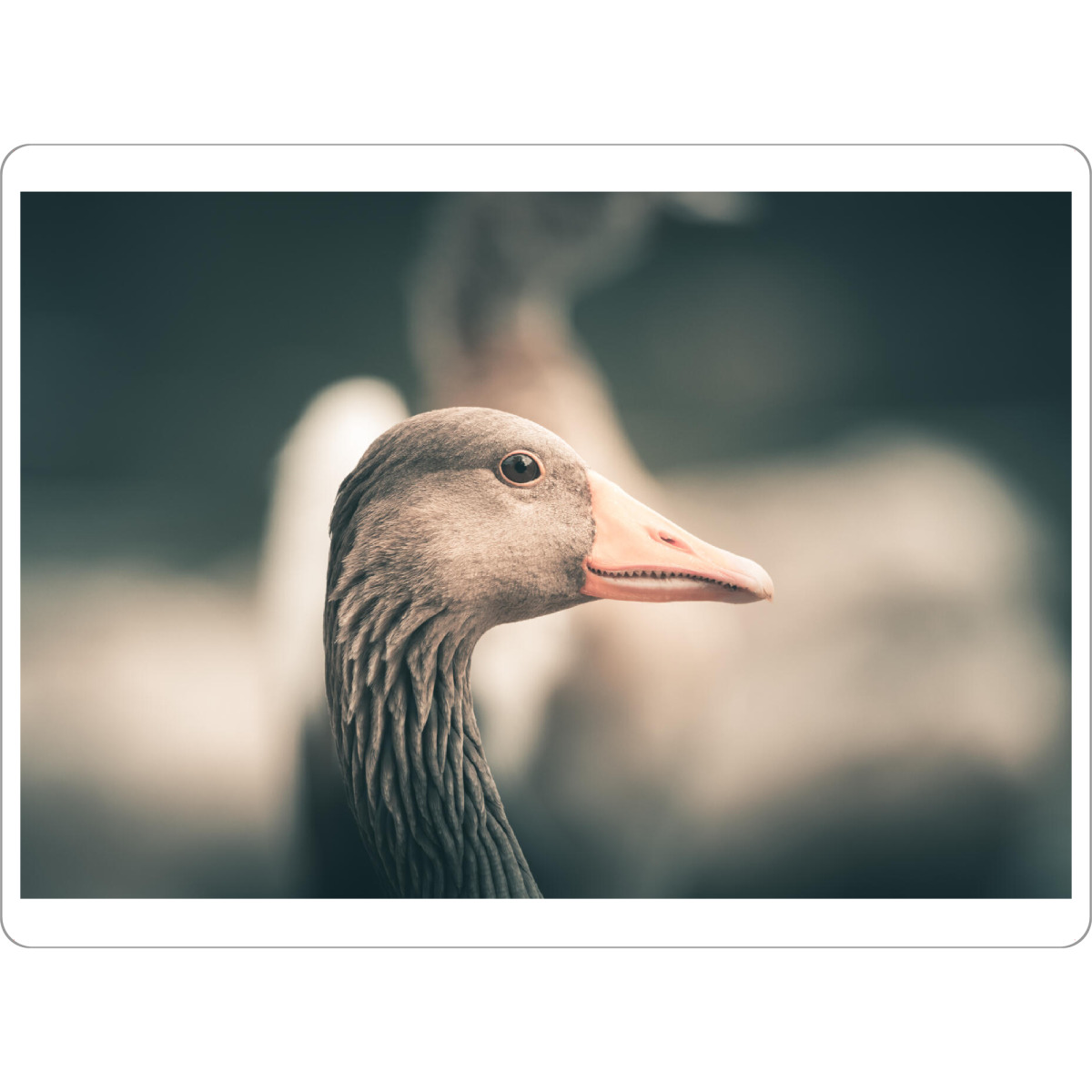 Tischset "Friendly Goose" artboxONE - Natur,Tiere - Gans,Graugans,Vogel,Wasservogel,Wildlife,Rheinaue,Bird,Portrait,Tier,Animal - Bild gans