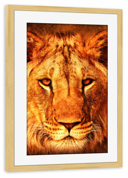 Poster mit Rahmen kiefer "Lion King Portrait" artboxONE - Natur,Tiere - Lion,Lions,Animal,Nature,Wild,Wildlife,Tier,Löwe,Portrait,King,König