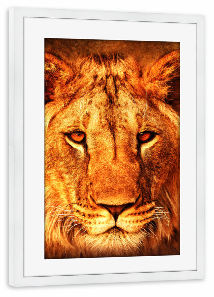 Poster mit Rahmen weiß "Lion King Portrait" artboxONE - Natur,Tiere - Lion,Lions,Animal,Nature,Wild,Wildlife,Tier,Löwe,Portrait,King,König
