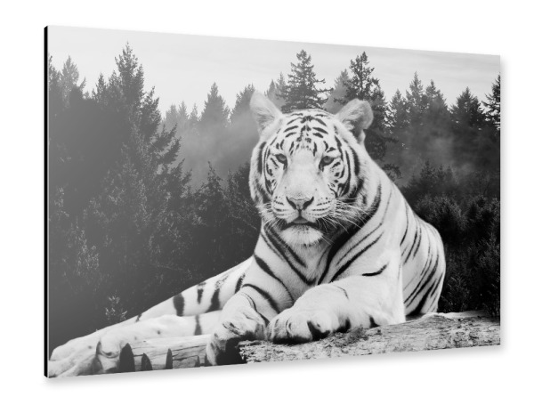 Alu-Dibond "Tiger in the forest" 30x20 cm artboxONE
