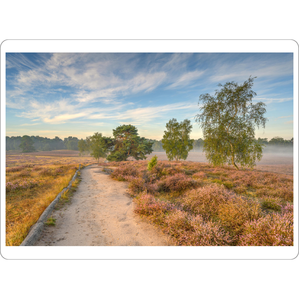 Tischset "Morgensonne in der Westruper Heide" artboxONE - Natur,Reise / Länder