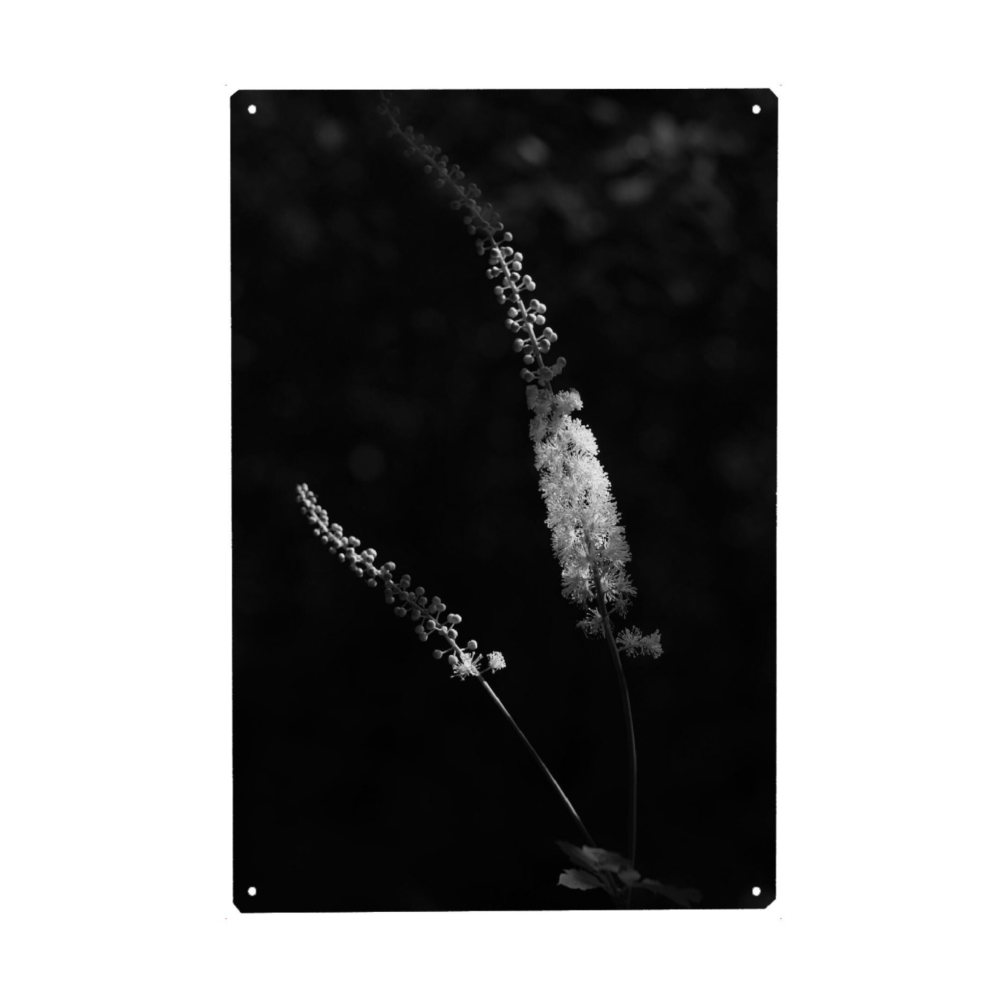 Holzbild "Silberstreif" artboxONE - Natur,Floral,Abstrakt,Schwarzweiß - Natur,Floral,Blüte,Schwarzweiss,Nature,Blackandwhite,Pflanze,Plant