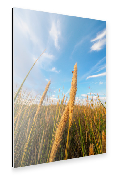 Alu-Dibond "Summer Field" 30x20 cm artboxONE