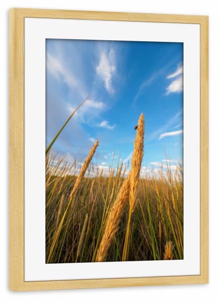 Poster mit Rahmen kiefer "Summer Field" artboxONE - Natur,Tiere