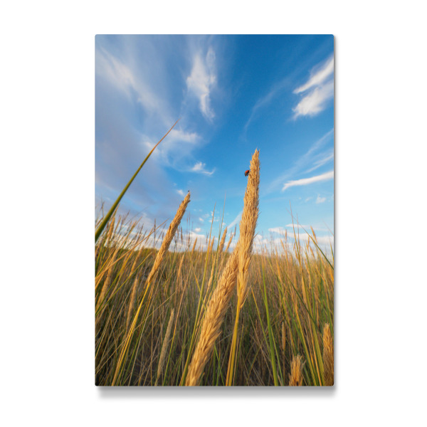 Galerie-Print "Summer Field" 30x20 cm artboxONE