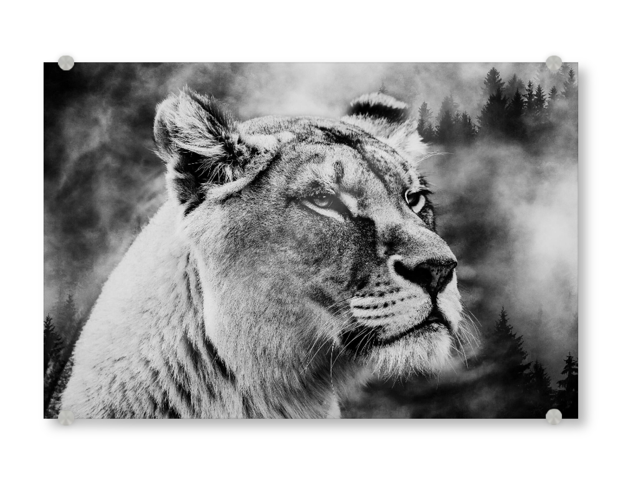 Acrylglasbild "Löwin Portrait" artboxONE - Natur,Tiere