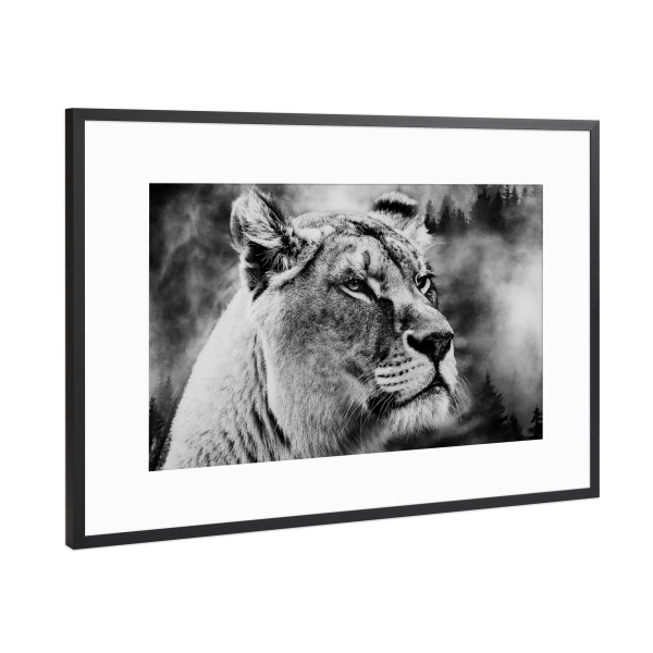 Poster mit Rahmen Schwarz (Metallic) "Löwin Portrait" artboxONE - Natur,Tiere