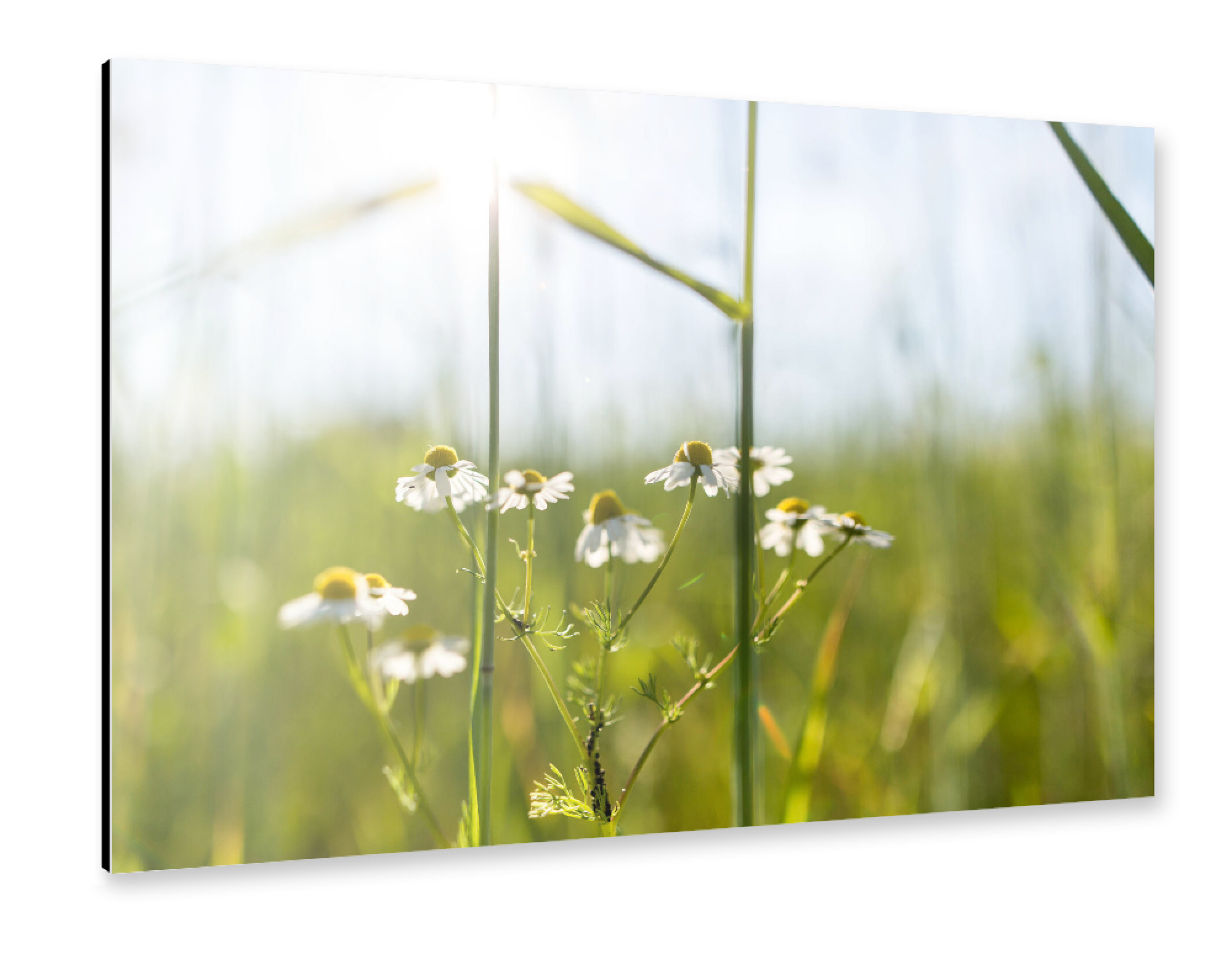 Alu-Dibond "Ein Lichtblick" 75x50 cm artboxONE