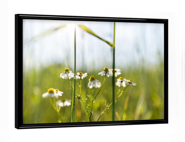 Poster mit schwarzem Rahmen "Ein Lichtblick" artboxONE - Natur,Floral