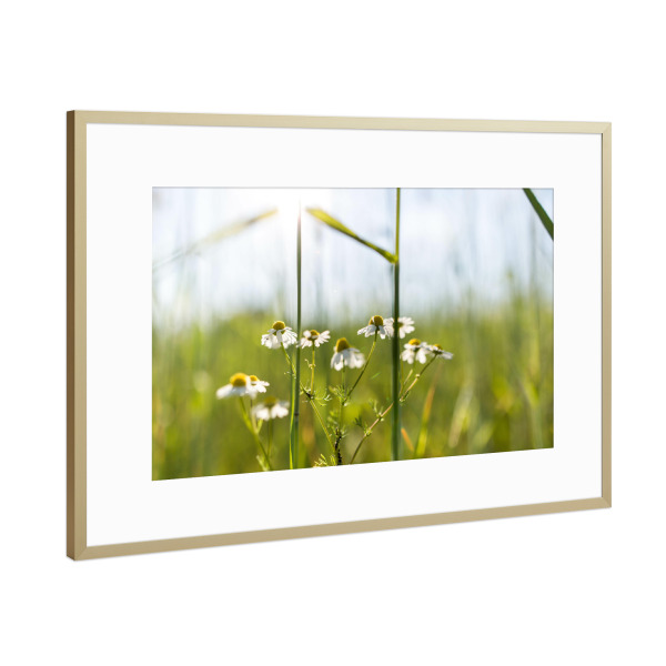 Poster mit Rahmen Gold "Ein Lichtblick" artboxONE - Natur,Floral