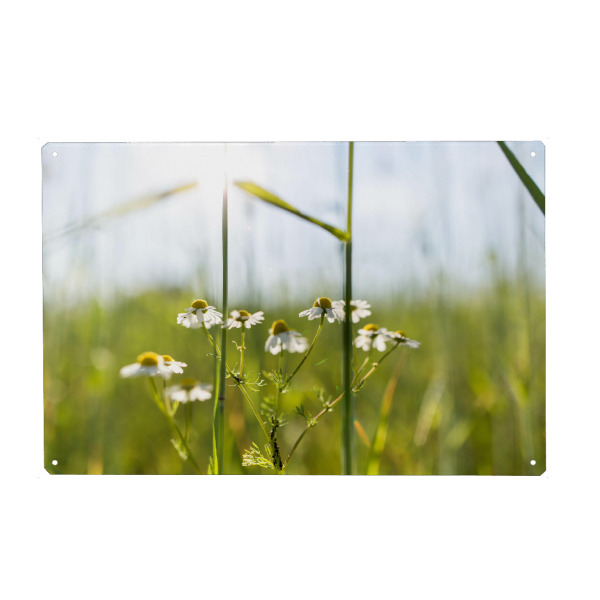 Holzbild "Ein Lichtblick" artboxONE - Natur,Floral