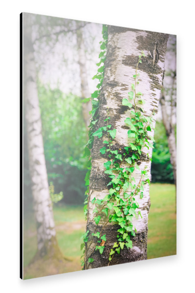 Alu-Dibond "Kraftquelle Baum" 30x20 cm artboxONE