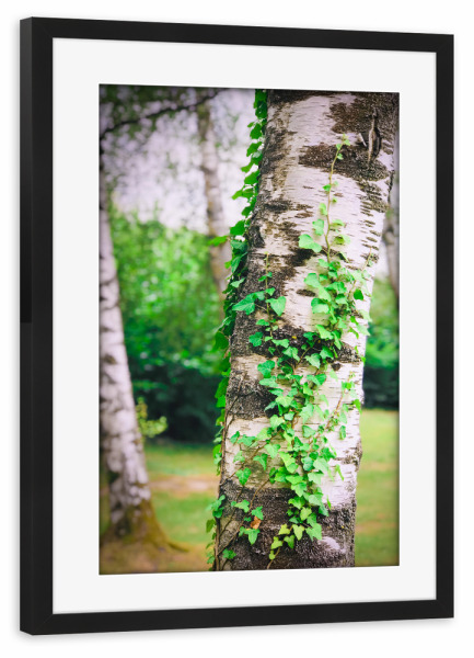 Poster mit Rahmen schwarz "Kraftquelle Baum" artboxONE - Natur - Birke,Baum,Grün,Efeu,Energiequelle,Quelle,Energie,Schönheit,Tree,Natur,Nature