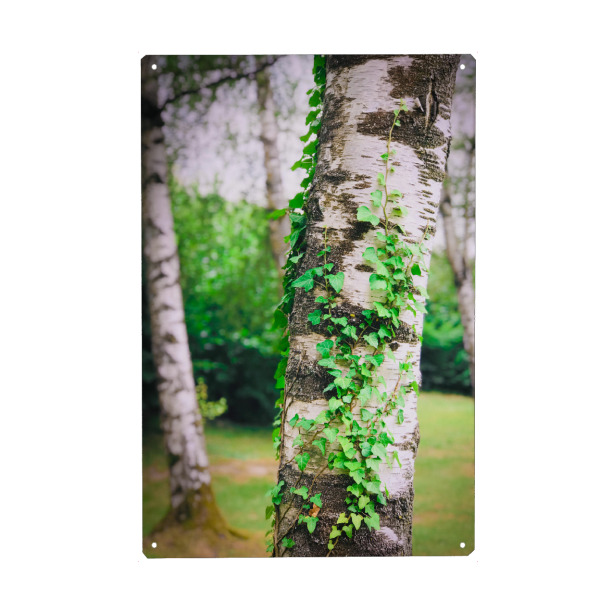 Holzbild "Kraftquelle Baum" artboxONE - Natur - Birke,Baum,Grün,Efeu,Energiequelle,Quelle,Energie,Schönheit,Tree,Natur,Nature
