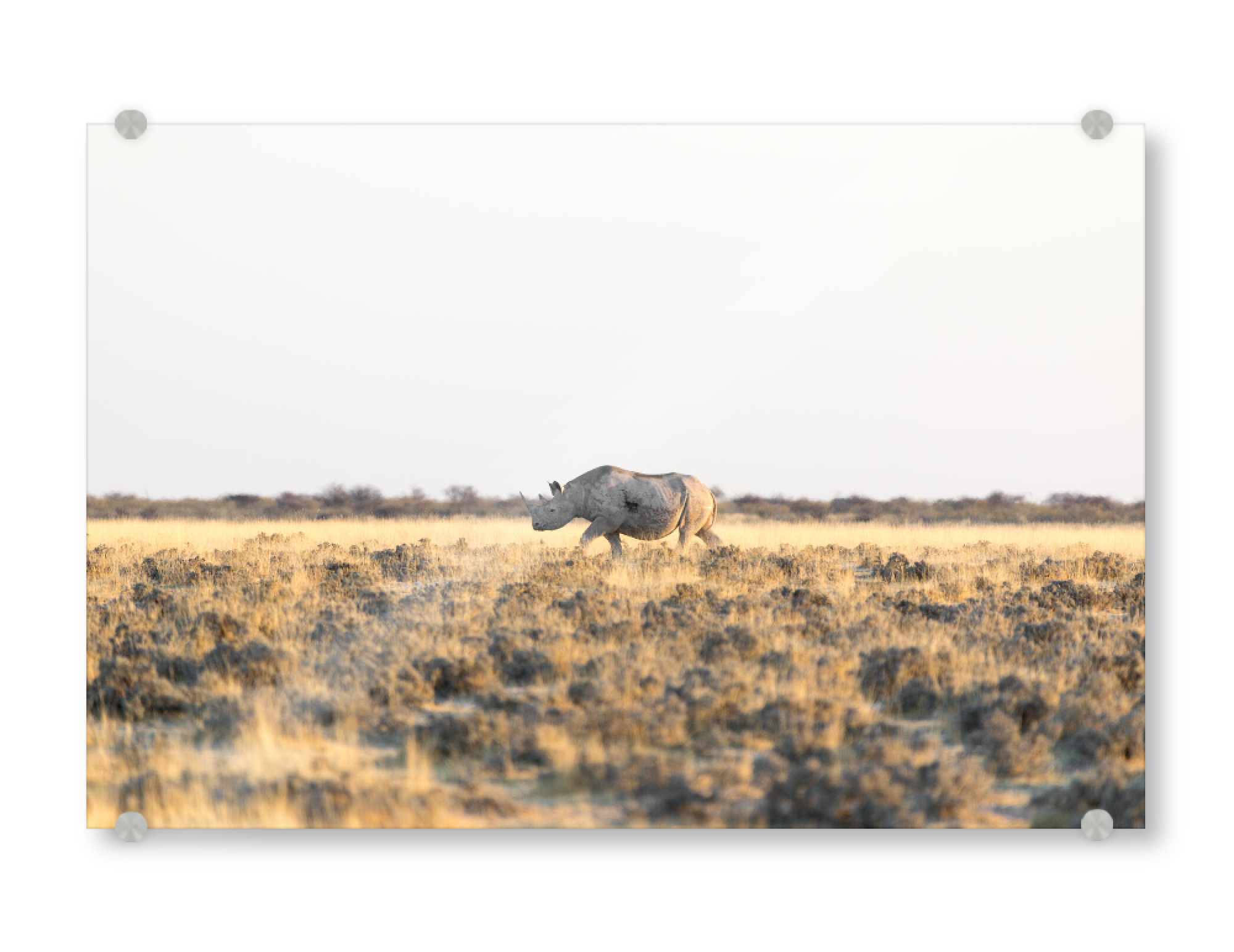 Acrylglasbild "Nashorn - Namibia" artboxONE - Natur,Tiere