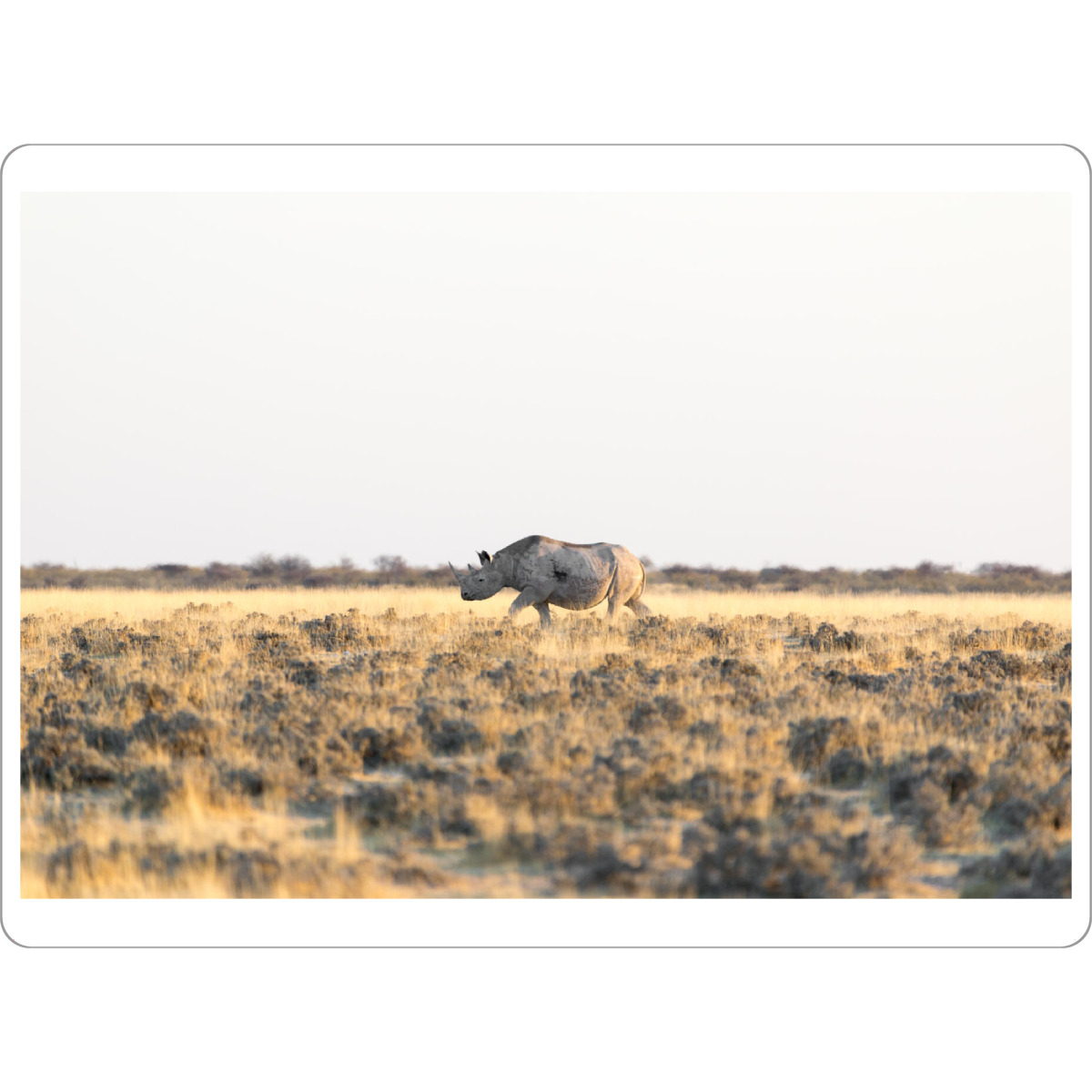 Tischset "Nashorn - Namibia" artboxONE - Natur,Tiere