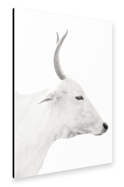 Alu-Dibond "Black and White Cow" 30x20 cm artboxONE