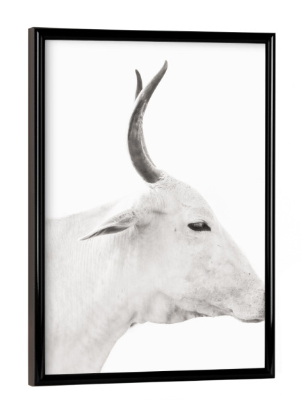 Poster mit schwarzem Rahmen "Black and White Cow" artboxONE - Natur,Tiere