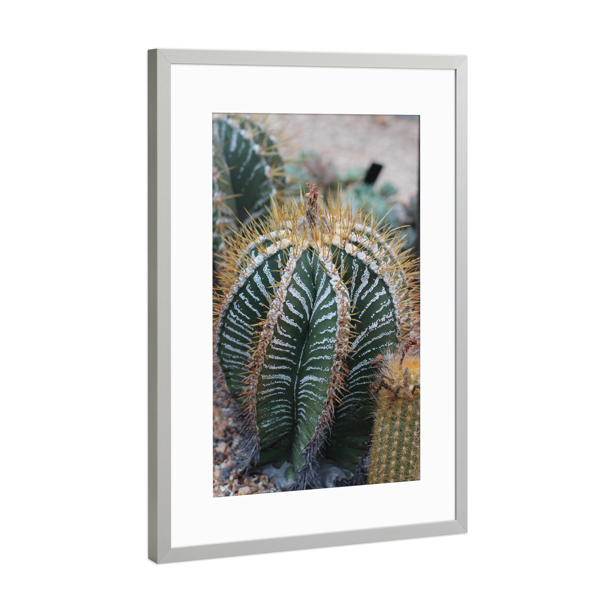 Poster mit Rahmen Silber "Detailaufnahme Kaktus" artboxONE - Natur,Reise