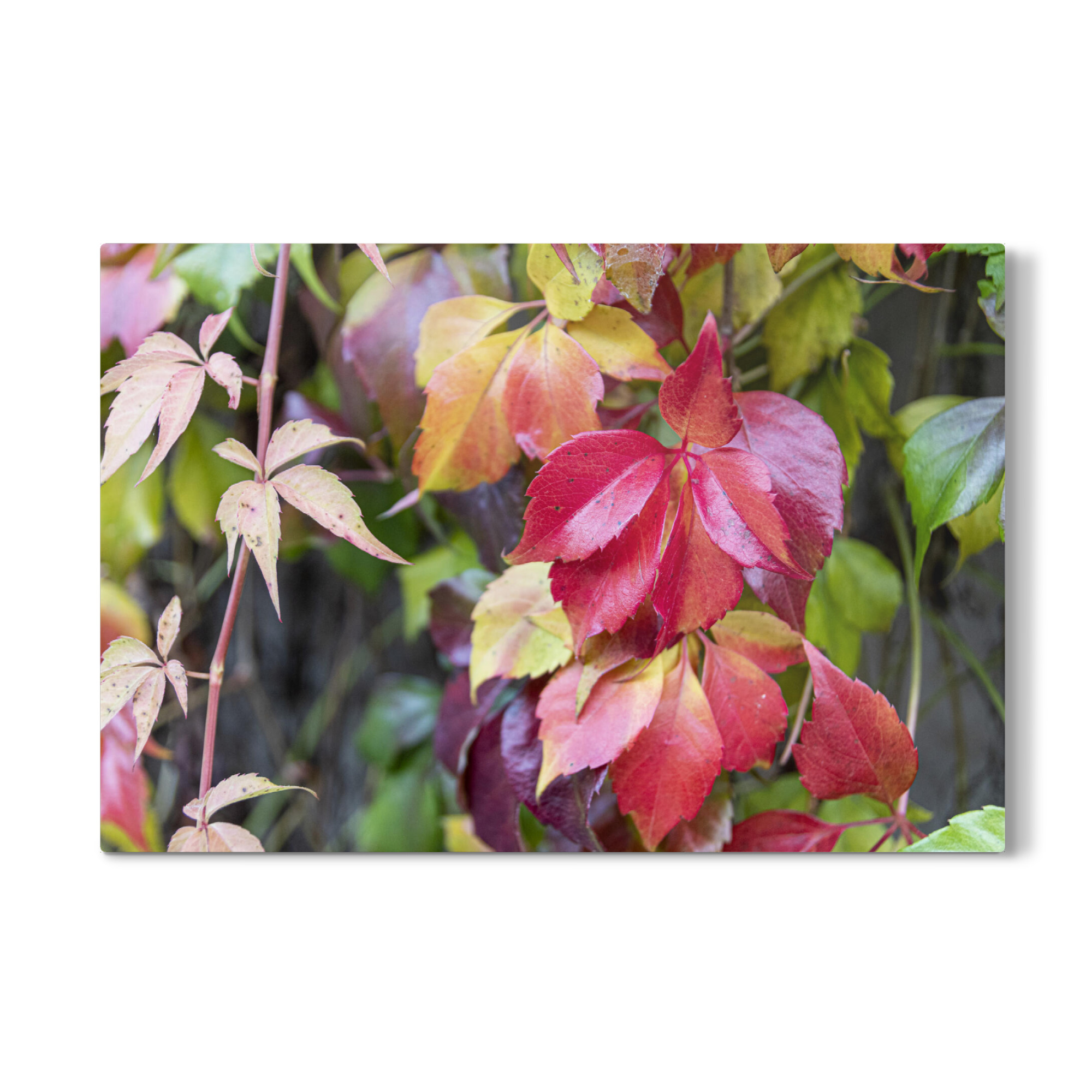 Galerie-Print "Farben des Herbst" 30x20 cm artboxONE