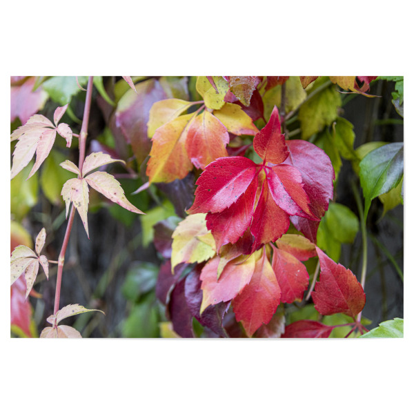 Poster 30x20 cm "Farben des Herbst" artboxONE - Natur,Floral - Herbst,Farben,Farbenfroh,Natur,Laub,Nature,Leaves,Blätter,Autumn,Closeup,Nahaufnahme