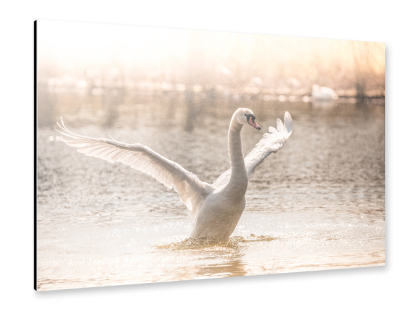 Alu-Dibond "Morning Workout" 30x20 cm artboxONE