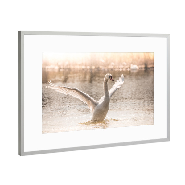Poster mit Rahmen Silber "Morning Workout" artboxONE - Natur,Tiere