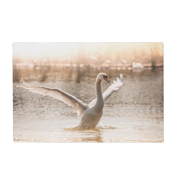 Metall Poster "Morning Workout" artboxONE - Natur,Tiere