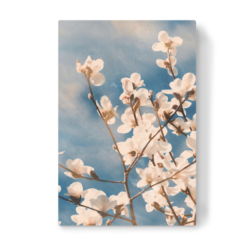 Magnolia tree blossom I