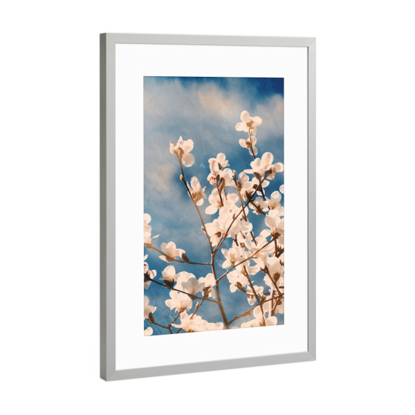 Poster mit Rahmen Silber "Magnolia tree blossom I" artboxONE - Natur,Floral