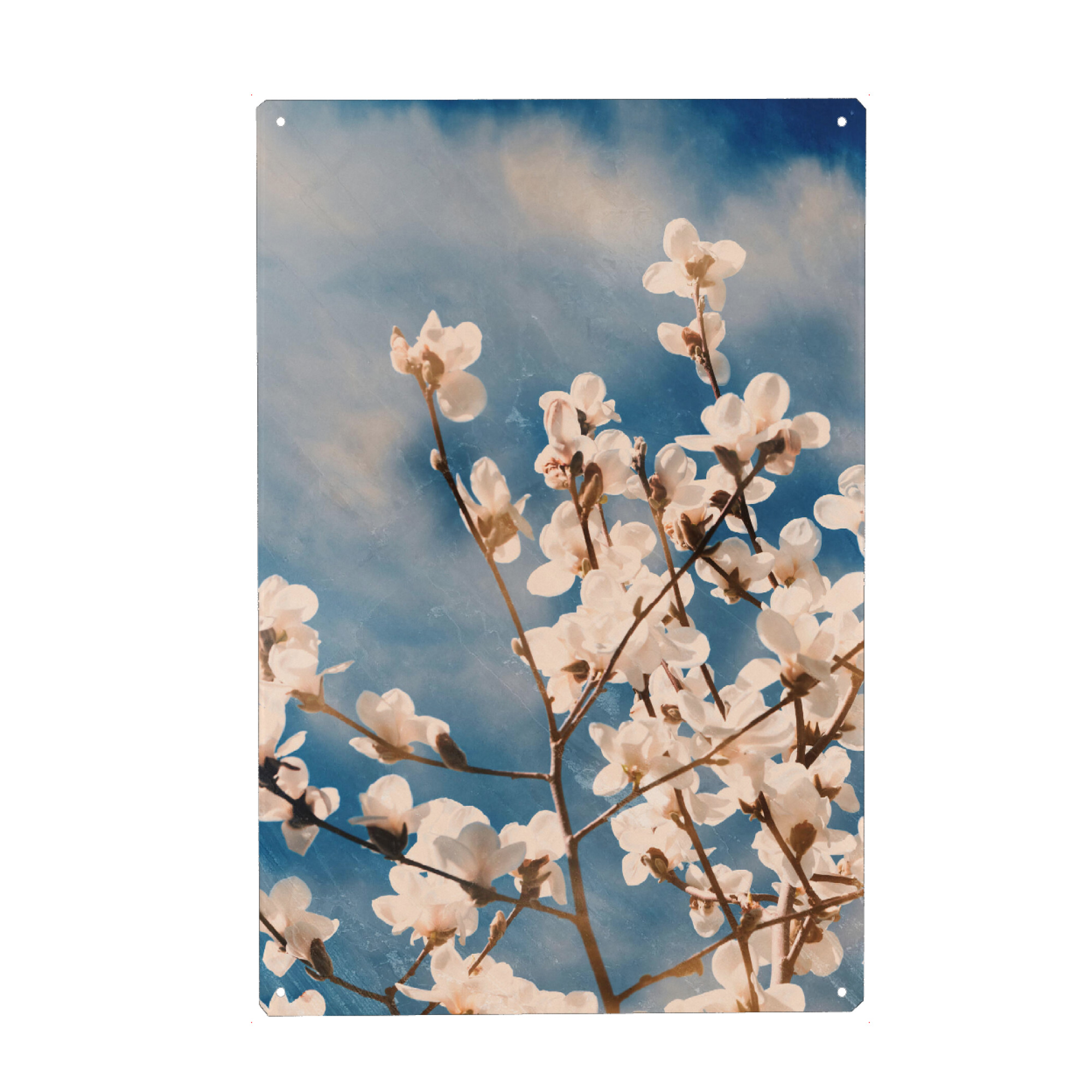 Metall Poster "Magnolia tree blossom I" artboxONE - Natur,Floral