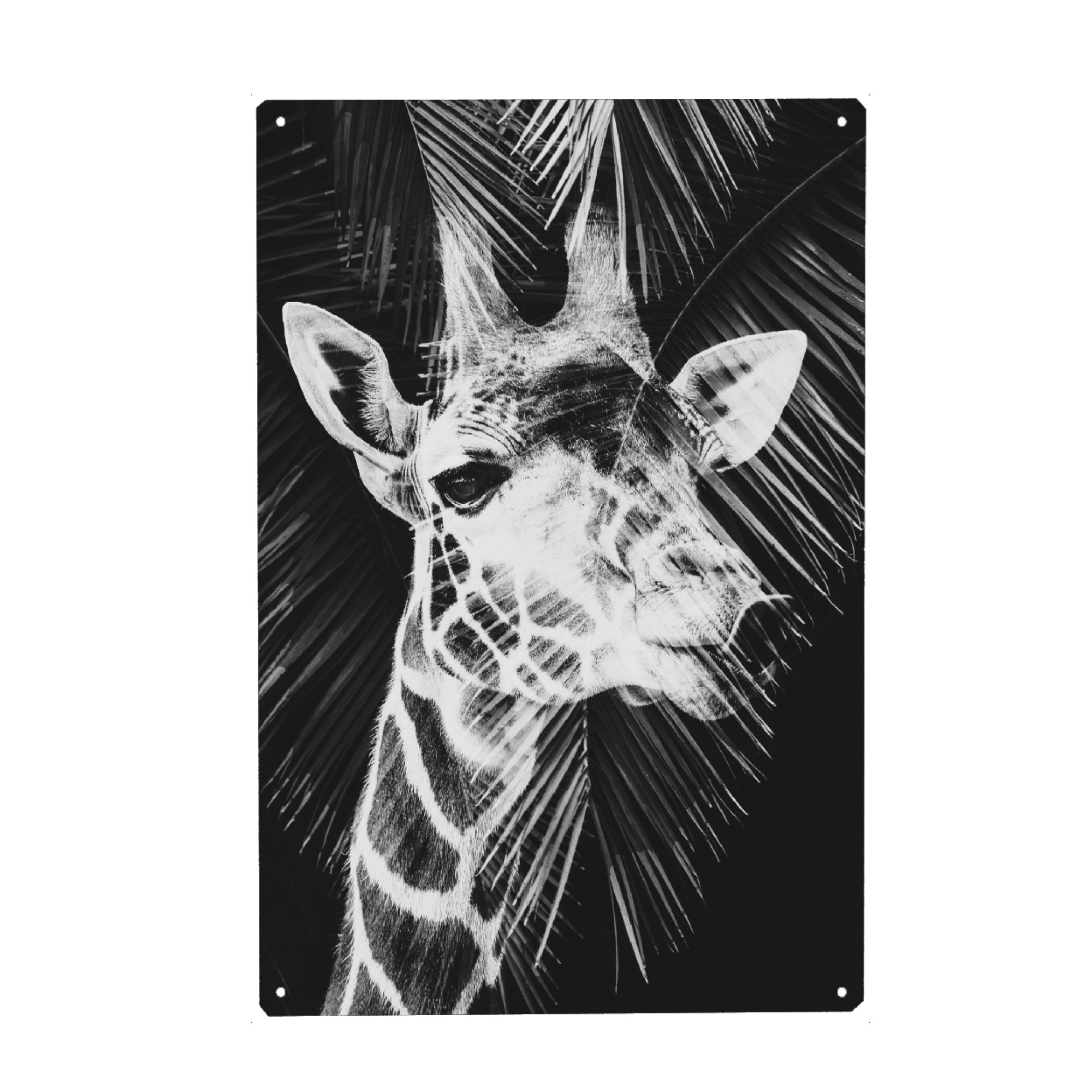 Holzbild "Fun giraffe I b/w" artboxONE - Natur,Tiere,Lustig