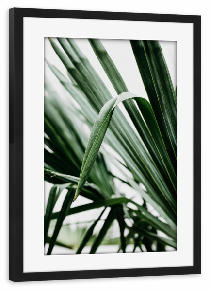 Poster mit Rahmen schwarz "Palmenblätter Nahaufnahme" artboxONE - Natur,Floral