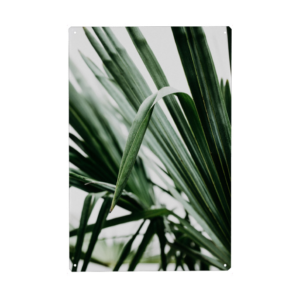 Metall Poster "Palmenblätter Nahaufnahme" artboxONE - Natur,Floral - Green,Natur,Palmtree,Palme,Nature,Closeup,Nahaufnahme,Blatt,Leaves,Blätter