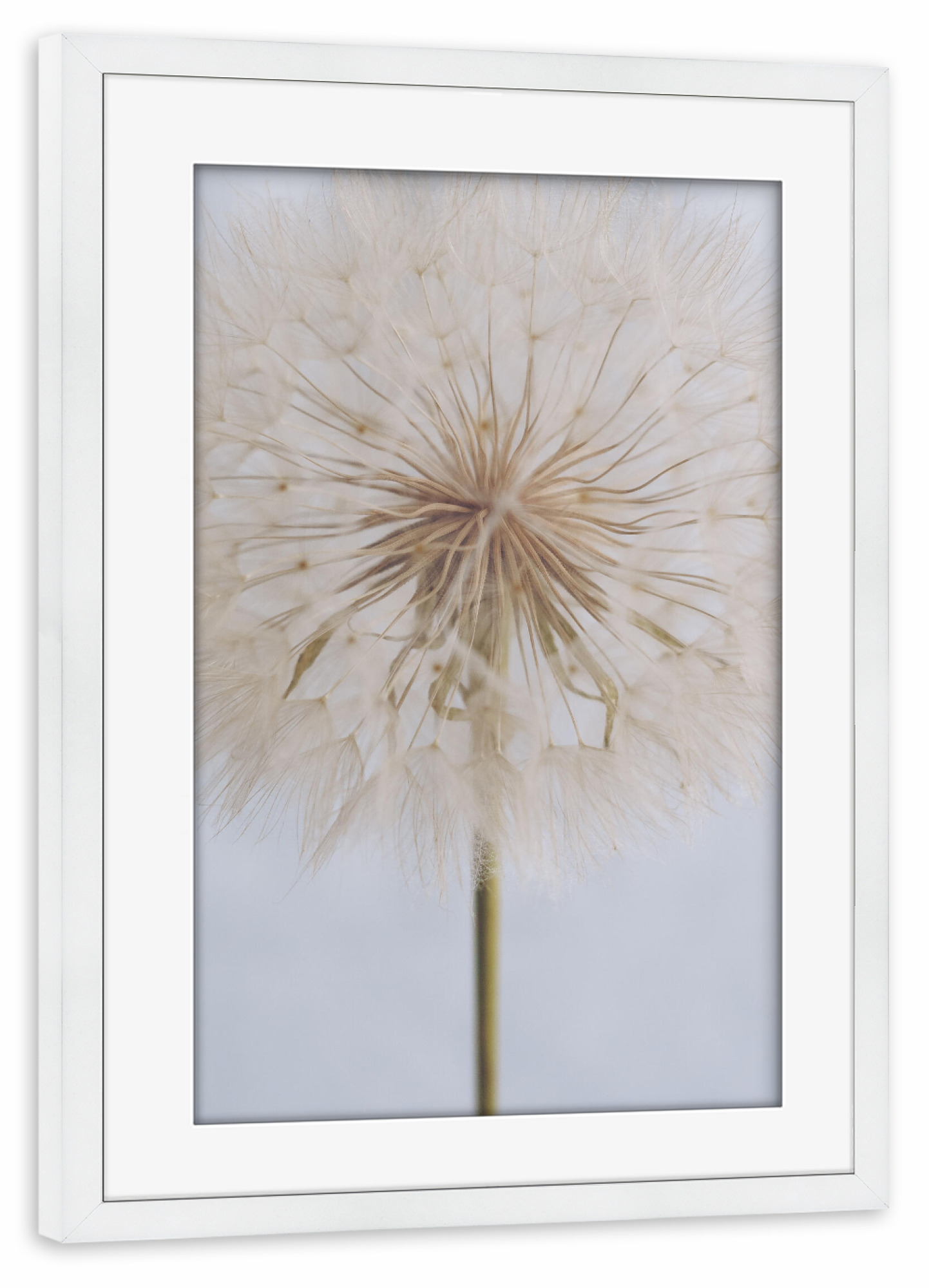 Poster mit Rahmen weiß "Delicate Dandelion" artboxONE - Natur,Floral