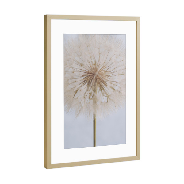 Poster mit Rahmen Gold "Delicate Dandelion" artboxONE - Natur,Floral