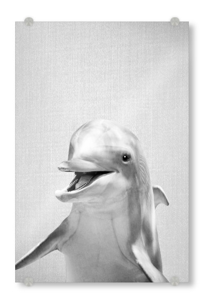 Acrylglasbild "Dolphin - Black & White" artboxONE - Für Kinder,Tiere,Unterwasser,Lustig