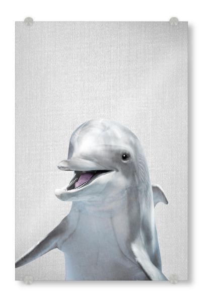 Acrylglasbild "Dolphin - Colorful" artboxONE - Natur,Für Kinder,Tiere,Reise / Strand und Meer,Unterwasser