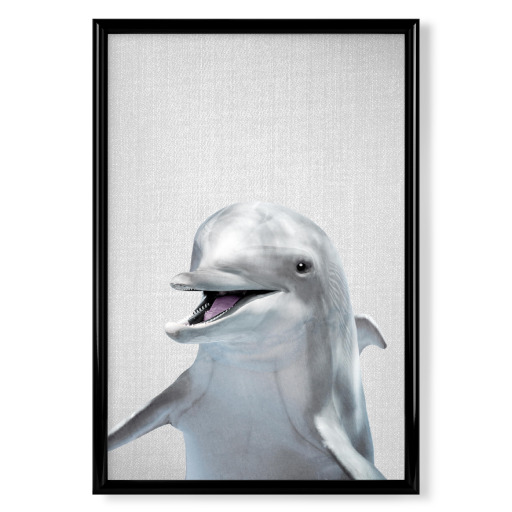 Dolphin - Colorful