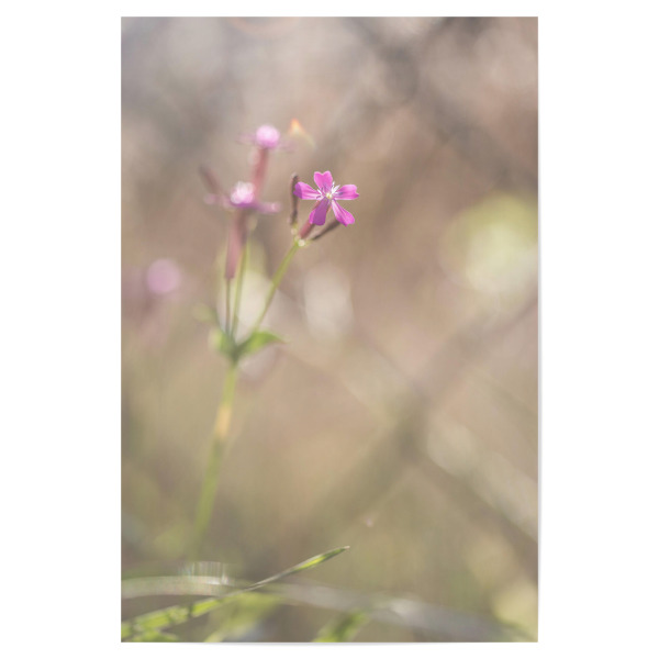Poster 30x20 cm "Filigran" artboxONE - Natur,Floral