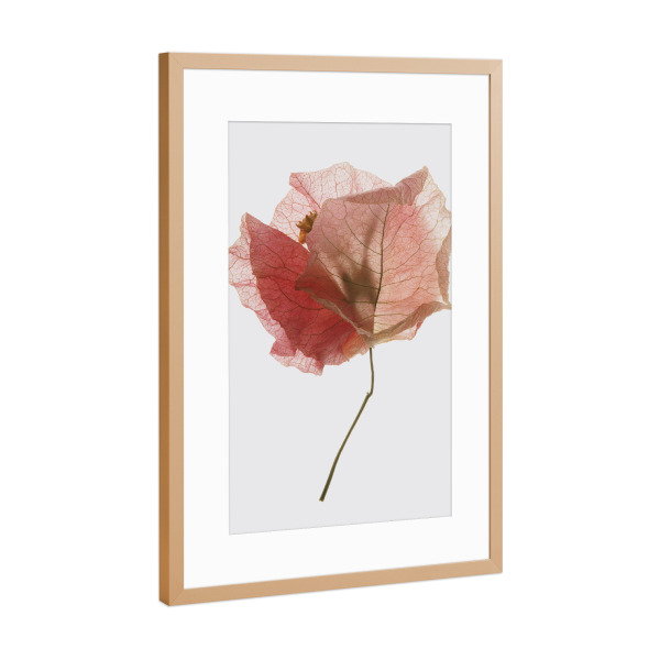 Poster mit Rahmen Kupfer "Bougainvillea leaf" artboxONE - Natur,Floral,Abstrakt