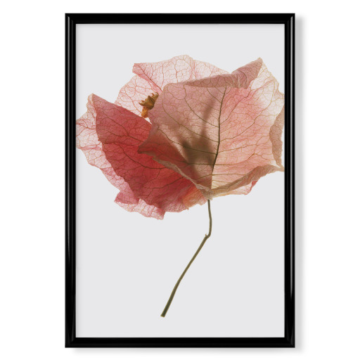 Bougainvillea leaf