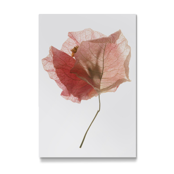 Galerie-Print "Bougainvillea leaf" 30x20 cm artboxONE