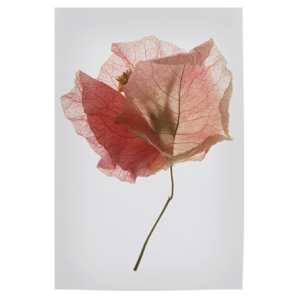 Poster 30x20 cm "Bougainvillea leaf" artboxONE - Natur,Floral,Abstrakt