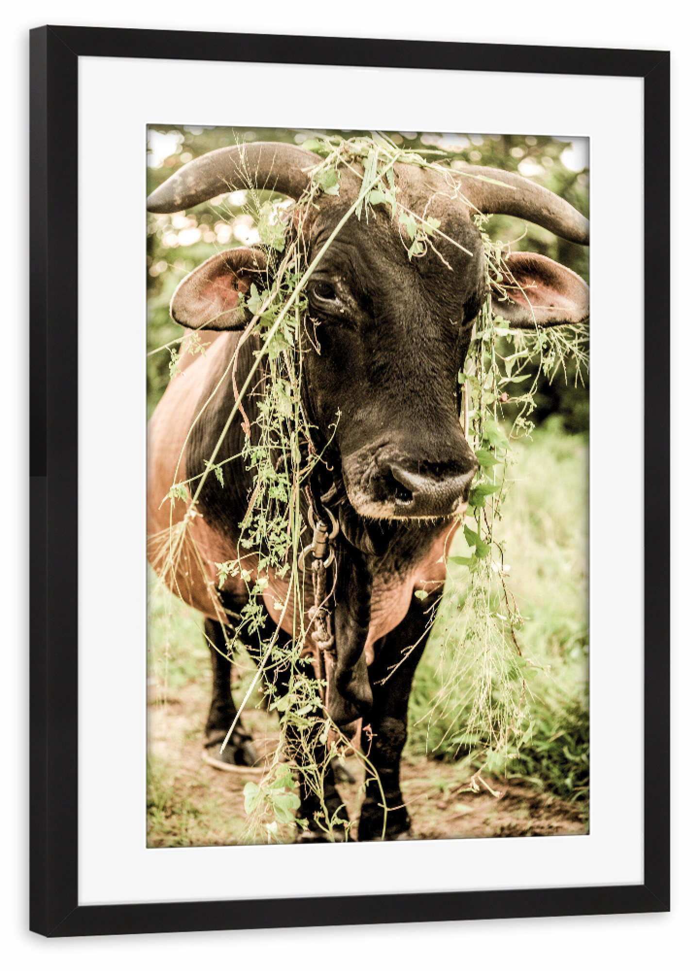 Poster mit Rahmen schwarz "Botanical Bull" artboxONE - Natur,Tiere