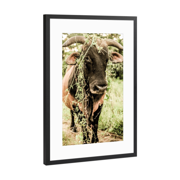 Poster mit Rahmen Schwarz (Metallic) "Botanical Bull" artboxONE - Natur,Tiere